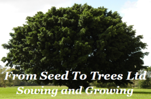 from_seed_to_trees
